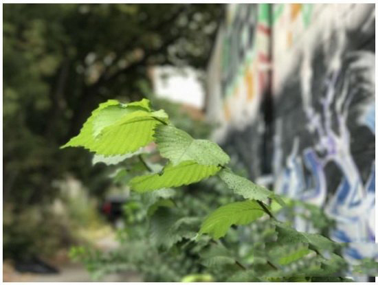 iphone7plus和荣耀8哪个好 华为荣耀8和iphone7plus对比6