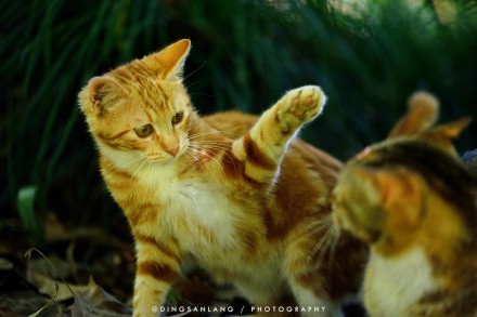 猫的国 专访摄影师丁三郎 猫的国 专访摄影师丁三郎