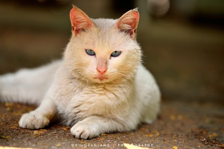猫的国 专访摄影师丁三郎 猫的国 专访摄影师丁三郎