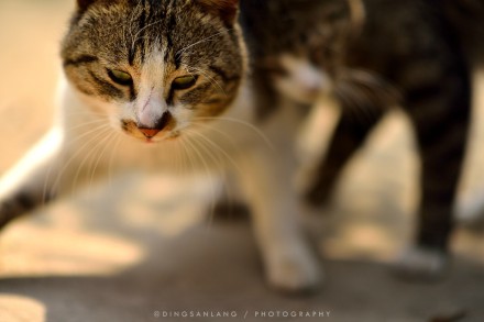 猫的国 专访摄影师丁三郎 猫的国 专访摄影师丁三郎