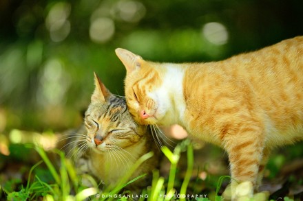 猫的国 专访摄影师丁三郎 猫的国 专访摄影师丁三郎