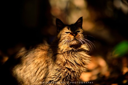 猫的国 专访摄影师丁三郎 猫的国 专访摄影师丁三郎