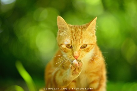 猫的国 专访摄影师丁三郎 猫的国 专访摄影师丁三郎