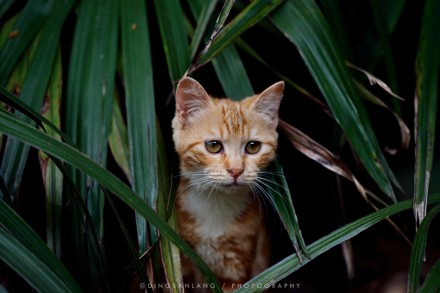 猫的国 专访摄影师丁三郎 猫的国 专访摄影师丁三郎