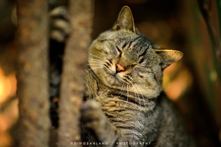 猫的国 专访摄影师丁三郎 猫的国 专访摄影师丁三郎