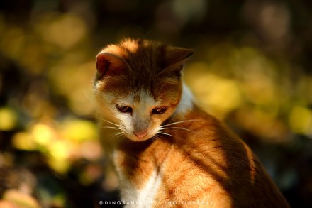 猫的国 专访摄影师丁三郎 猫的国 专访摄影师丁三郎