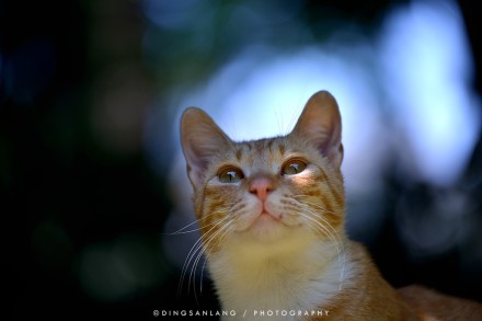 猫的国 专访摄影师丁三郎 猫的国 专访摄影师丁三郎