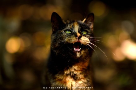 猫的国 专访摄影师丁三郎 猫的国 专访摄影师丁三郎