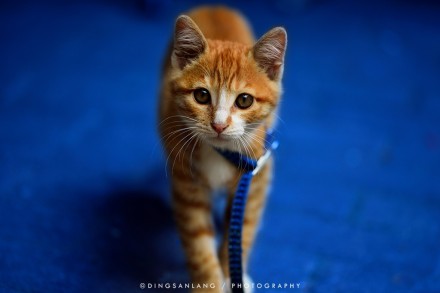 猫的国 专访摄影师丁三郎 猫的国 专访摄影师丁三郎