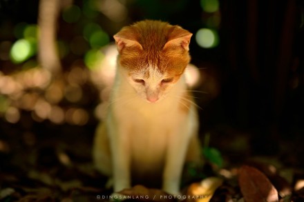 猫的国 专访摄影师丁三郎 猫的国 专访摄影师丁三郎