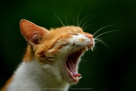 猫的国 专访摄影师丁三郎 猫的国 专访摄影师丁三郎