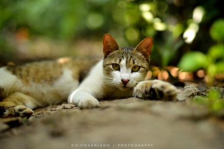 猫的国 专访摄影师丁三郎 猫的国 专访摄影师丁三郎