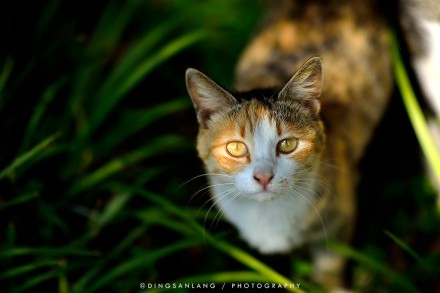 猫的国 专访摄影师丁三郎 猫的国 专访摄影师丁三郎