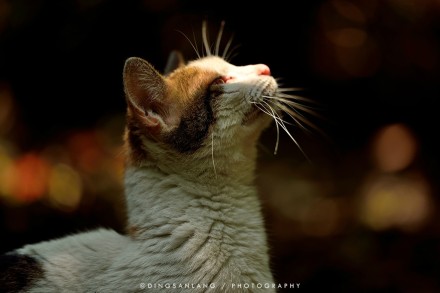 猫的国 专访摄影师丁三郎 猫的国 专访摄影师丁三郎