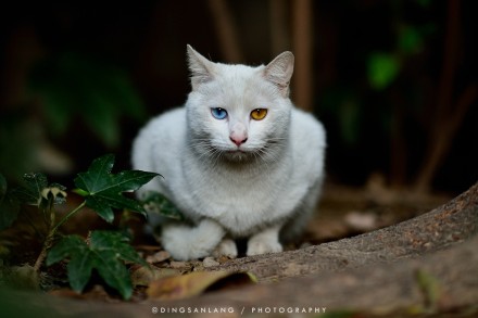 猫的国 专访摄影师丁三郎 猫的国 专访摄影师丁三郎