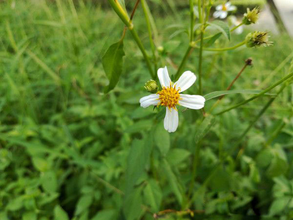 荣耀畅玩6X与红米Note4哪个好 荣耀畅玩6X对比红米Note4