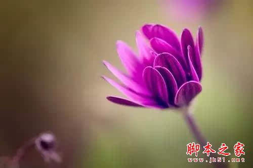 摄影技巧 | 花卉摄影实用技巧 摄影技巧 | 花卉摄影实用技巧