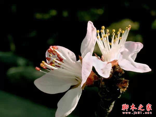 摄影技巧 | 花卉摄影实用技巧 摄影技巧 | 花卉摄影实用技巧