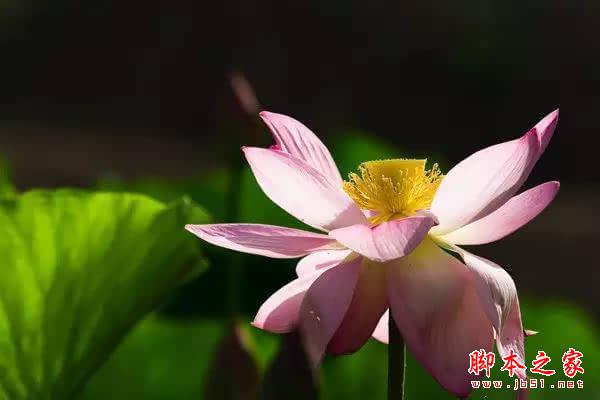 摄影技巧 | 花卉摄影实用技巧 摄影技巧 | 花卉摄影实用技巧