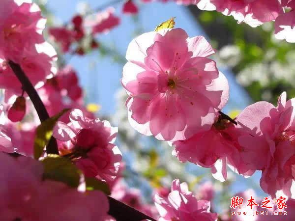 摄影技巧 | 花卉摄影实用技巧 摄影技巧 | 花卉摄影实用技巧