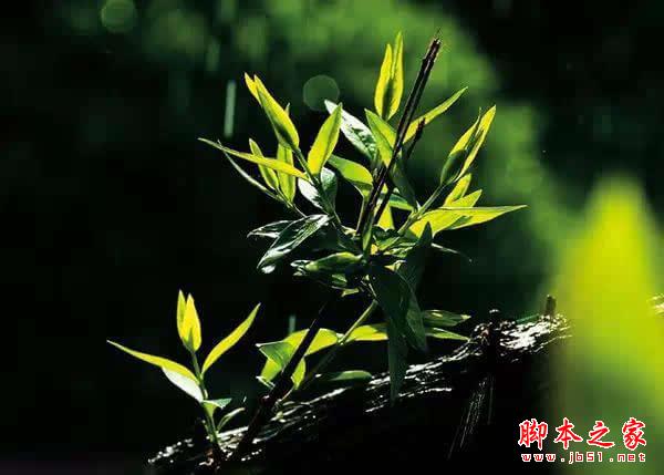 摄影技巧 | 花卉摄影实用技巧 摄影技巧 | 花卉摄影实用技巧