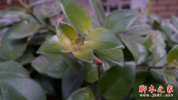 联想Moto M和联想P2哪个好?联想P2和MotoM全面区别对比详细评测图解