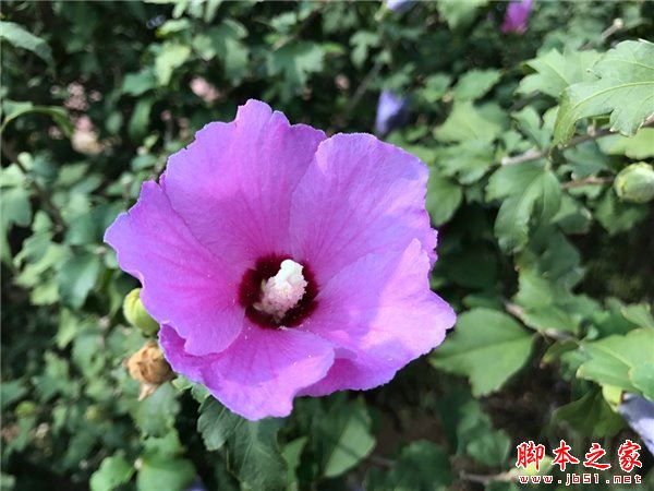 iPhone7和7Plus哪个性价比高？iPhone7和7Plus哪个更值得买