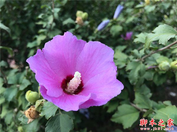 iPhone7和7Plus哪个性价比高？iPhone7和7Plus哪个更值得买