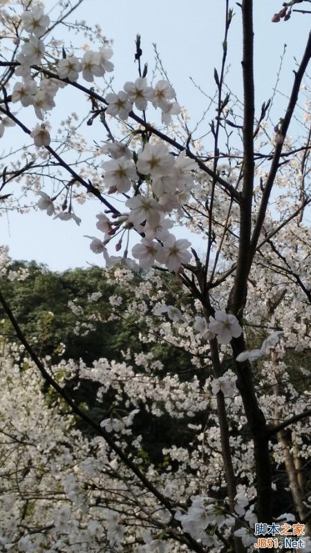 酷派大神X7全网通拍照评测