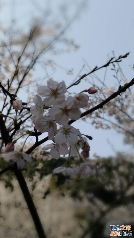 酷派大神X7全网通拍照评测