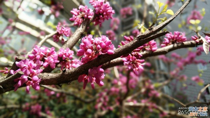 酷派大神X7全网通拍照评测