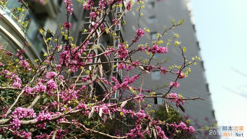 酷派大神X7全网通拍照评测