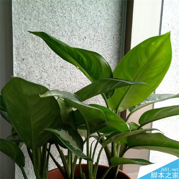 魅族X对比荣耀8拍照样张曝光 进光量更大