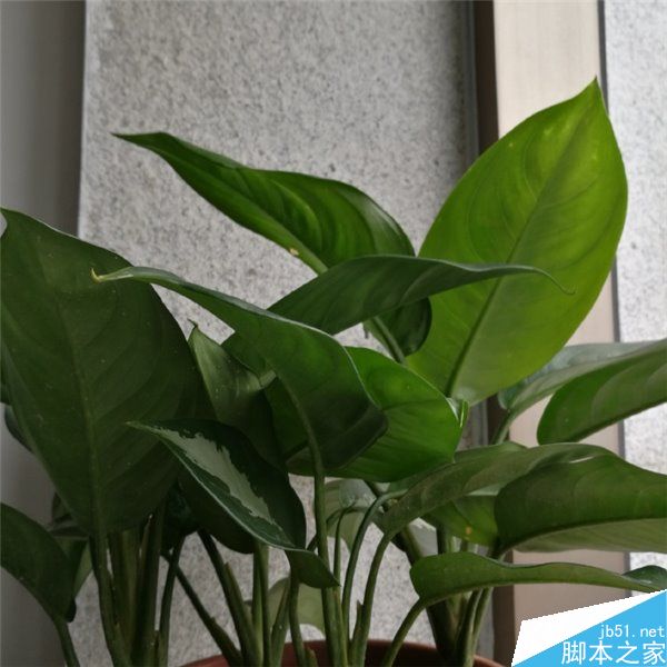 魅族X对比荣耀8拍照样张曝光 进光量更大