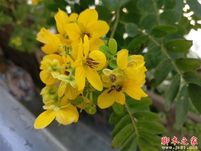 一加3T拍照怎么样 一加手机3T拍照对比一加3区别详解附拍照样张