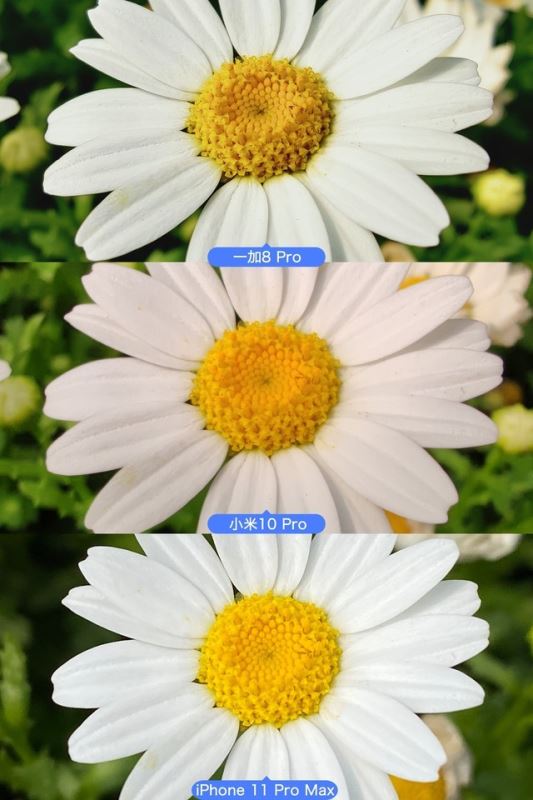 一加8 Pro/小米10 Pro/苹果11 Pro Max拍照对比