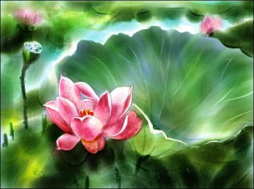 Painter教程:手绘荷花水彩画_脚本之家jb51.net网络转载 Painter教程:手绘荷花水彩画_脚本之家jb51.net网络转载