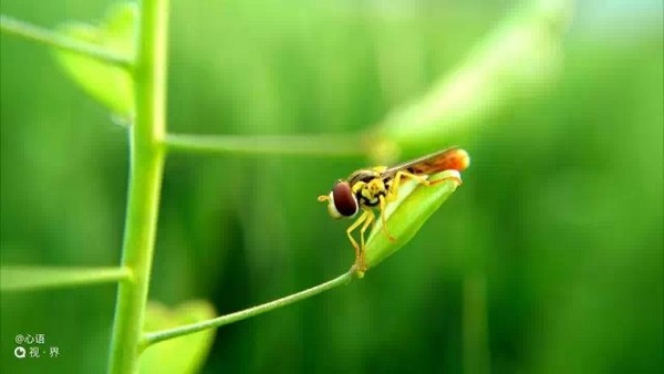 拍照很震撼 nubia Z9新机样片独家首发 