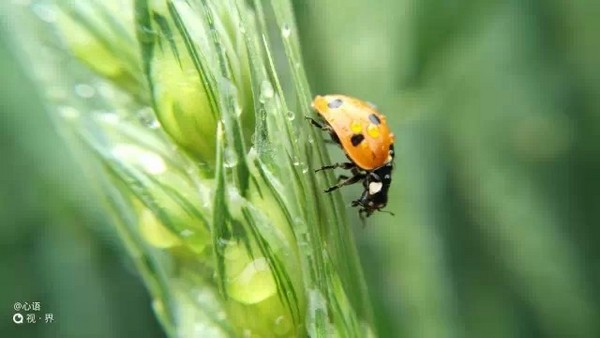 拍照很震撼 nubia Z9新机样片独家首发 