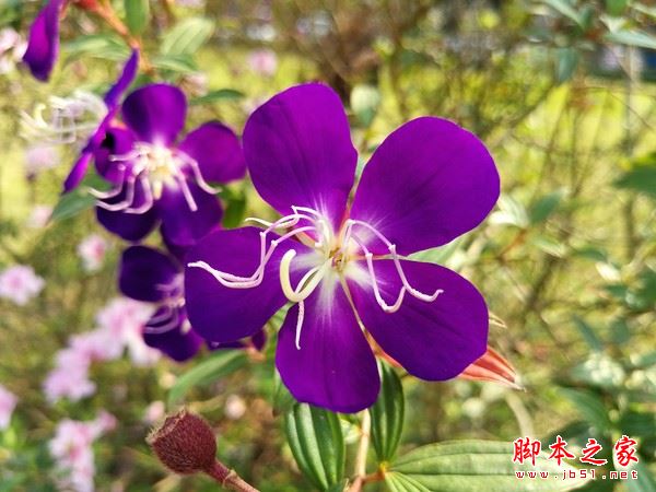 华为P10Plus值得买吗？华为P10Plus国行版上手体验详细评测图解