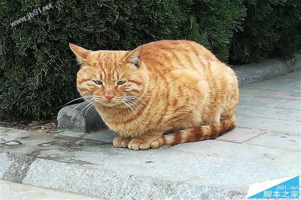 华为nova青春版值得买吗？华为nova青春版全面深度评测图解