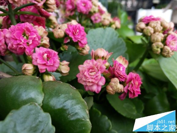 荣耀v9和x9plus哪个更值得买？华为荣耀v9和vivox9plus全面详细区别对比评测图解