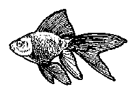 Maya 制作鱼的模型 脚本之家 MAYA入门教程