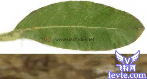 maya制做荔枝、MAX制作辣椒和瓶子、Combustion合成 脚本之家 MAYA入门教程