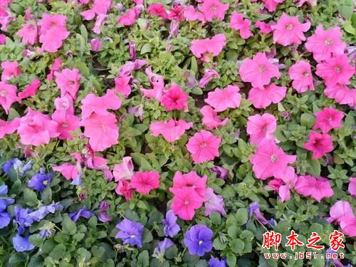 乐pro3双摄AI版全面深度评测图解: 乐视pro3双摄AI版对比乐pro3有什么区别？