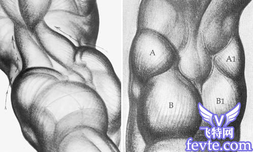 maya角色肌肉建模概念篇 脚本之家 MAYA建模教程