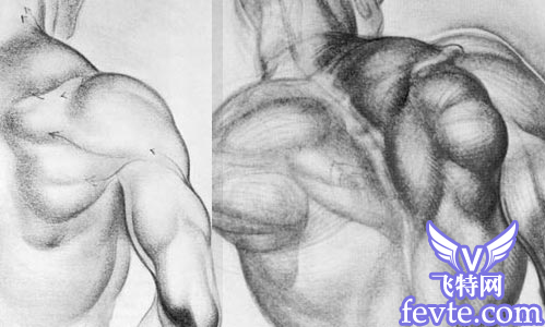 maya角色肌肉建模概念篇 脚本之家 MAYA建模教程