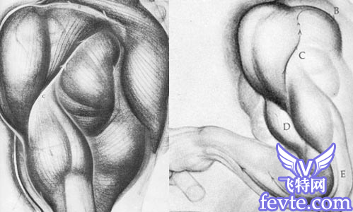 maya角色肌肉建模概念篇 脚本之家 MAYA建模教程