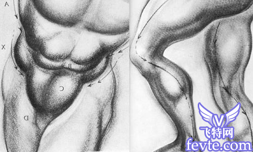 maya角色肌肉建模概念篇 脚本之家 MAYA建模教程