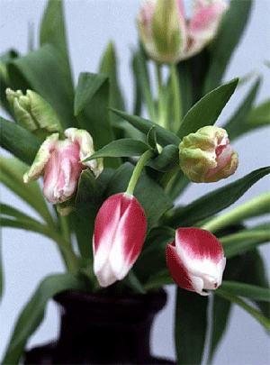 maya 花的建模 脚本之家 MAYA建模教程